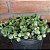 Colar De Pérolas Variegata Pote 9 - Imagem 2
