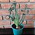 Albuca Spiralis pote 16 - Imagem 1