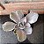 Echeveria Decora Variegata Pote 11 - Imagem 1