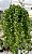 Aeschynanthus Rasta Cuia 21 - Imagem 1