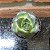 Echeveria Dionísio (dionysos) Pote 6 - Imagem 1