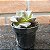 Echeveria Dionísio (dionysos) Pote 6 - Imagem 3