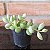 Cotyledon Pendens Pote 6 - Imagem 3
