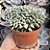 Echeveria Cubic Frost Cristata Pote 11 - Imagem 1
