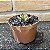 Adromischus Filicaulis Pote 9 - Imagem 3