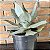 Agave Pote 24 - Imagem 2