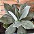 Agave Pote 24 - Imagem 1