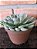 Echeveria Adorn Pote 11 - Imagem 3