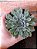 Echeveria Adorn Pote 11 - Imagem 2