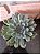 Echeveria Adorn Pote 11 - Imagem 1