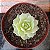 Echeveria Derenbergii Pote 9 - Imagem 1