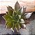 Echeveria Black Prince Pote 11 - Imagem 1