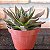 Echeveria Black Prince Pote 11 - Imagem 3