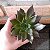 Echeveria Black Prince Pote 11 - Imagem 2