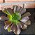 Aeonium Aerboreum pote 11 - Imagem 1