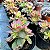 Aeonium Kiwi Pote 11 - Imagem 1