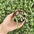 Crassula Corallina Pote 9 - Imagem 1