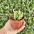 Crassula Corallina Pote 9 - Imagem 2