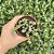 Crassula Corallina Pote 9 - Imagem 3