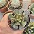 Adromischus Cooperii (pata De Tartaruga) Pote 9 - Imagem 1