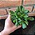 Crassula Money Maker pote 11 - Imagem 3