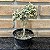 Aeonium Sunburst Cristata Pote 11 - Imagem 1