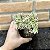 Aeonium Sunburst Cristata Pote 11 - Imagem 3