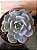 Echeveria Subsessilis Monstruosa pote 9 - Imagem 1