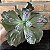 Echeveria Gibiflora Bumps - cuia 21 - Imagem 3