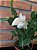 Flor de Maio branca pote 11 - Imagem 3