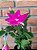 Flor de Maio pink pote 11 - Imagem 2