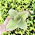 Kalanchoe Synsepala Pote 11 - Imagem 2