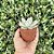 Echeveria Colorata Tapalpa Pote 9 - Imagem 3