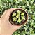 Crassula Monticola Pote 9 - Imagem 1