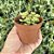 Crassula Monticola Pote 9 - Imagem 2