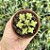 Crassula Monticola Pote 9 - Imagem 3