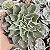 Echeveria Susan Pote 9 - Imagem 1