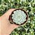 Echeveria Minima White Pote 9 - Imagem 1