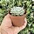 Echeveria Minima White Pote 9 - Imagem 2