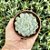 Echeveria Minima White Pote 9 - Imagem 3
