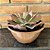 Echeveria Diamond State Cuia 21 - Imagem 2