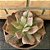 Echeveria Diamond State Cuia 21 - Imagem 1