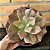 Echeveria Diamond State Cuia 21 - Imagem 3