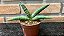 Sansevieria Boncel - pote 9 - Imagem 1