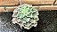 Echeveria Dorothy Espanha Pote 11 - Imagem 2