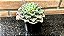 Echeveria Dorothy Espanha Pote 11 - Imagem 3