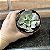 Echeveria Painted Frills X Topsy Turvy Pote 11 - Imagem 3