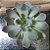 Echeveria Neon Breakers Pote 11 - Imagem 1
