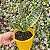 Sansevieria trifasciata Laurentii (Espada de Santa Bárbara) - Imagem 2