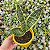 Sansevieria trifasciata Laurentii (Espada de Santa Bárbara) - Imagem 1